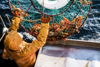 Fleet and fishing