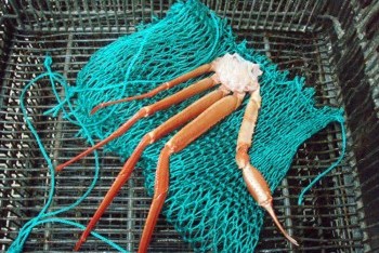Crabs