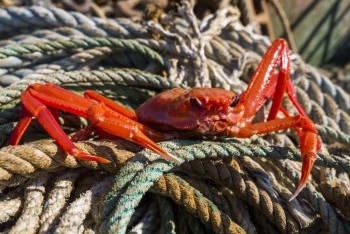 Crabs